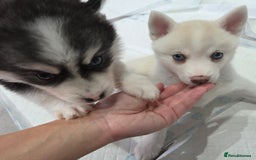 Pomsky dogs for sale: Perfect medium size Pomsky - Image 26