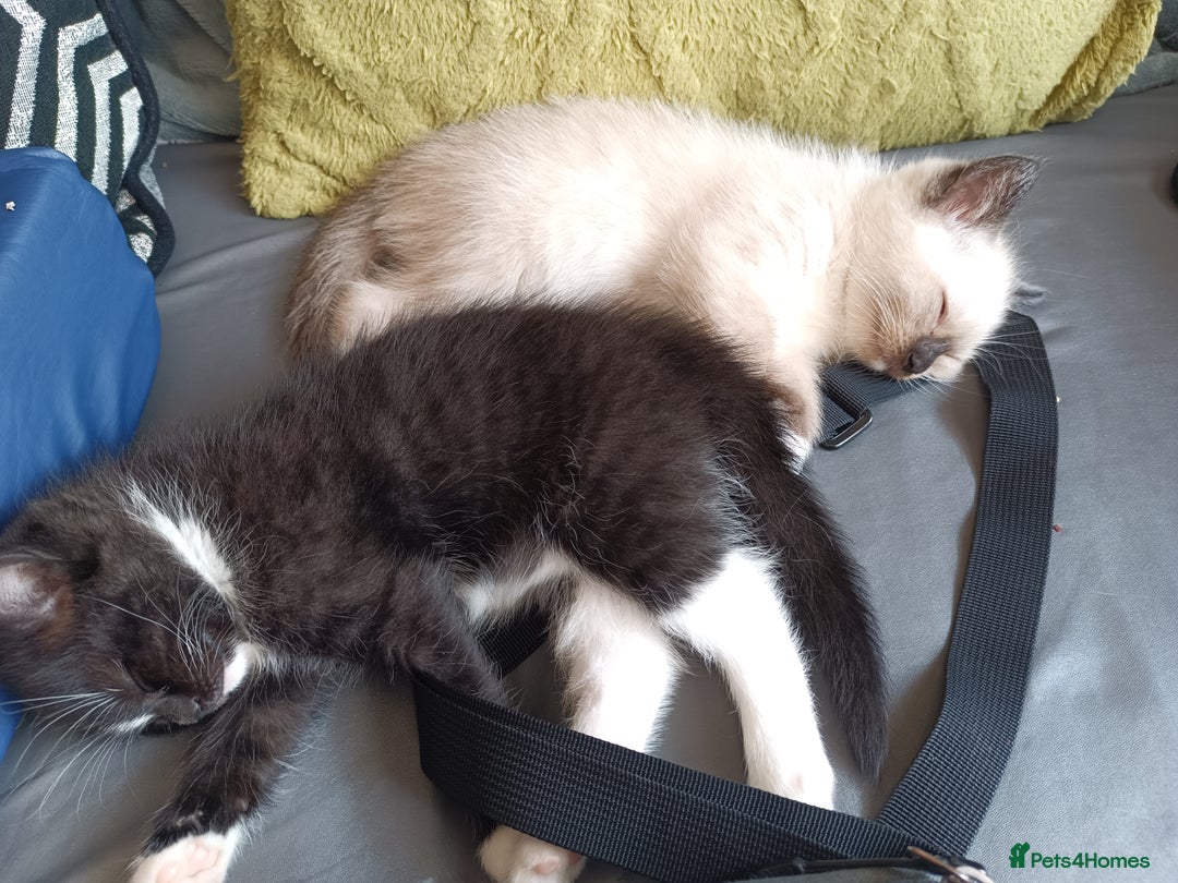 Ragdoll cats for sale: Ragdoll kittens  - Image 17