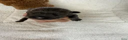 French Bulldog dogs for sale: French Bulldog Puppies – Ready in 6 Weeks - Advert 5
