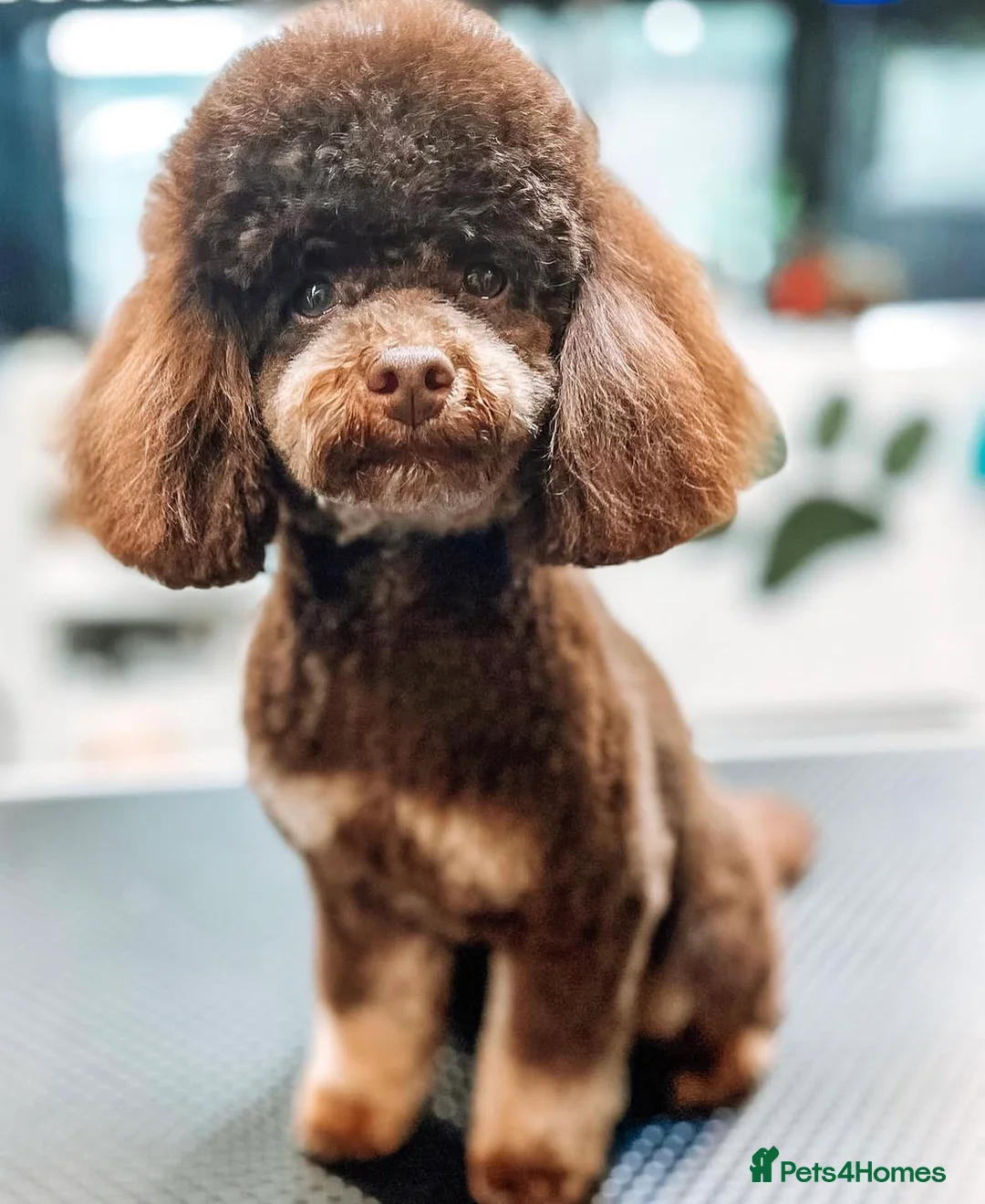 Mixed Breed dogs for sale: Luxury Miniature Poodle Puppies Licensed Breeder  - Advert 14