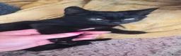 Mixed Breed cats for sale: Kitten - Advert 9