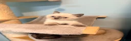 British Shorthair cats for sale: Ready Now! Beautiful BSH-Seal Point girl left! - Advert 6
