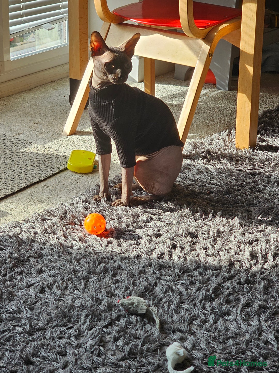 Sphynx cats for sale: Beautiful 5 year old Gucci - Image 4