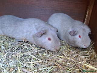 Guinea Pig rodents Two bonded male guineas - Advert 1