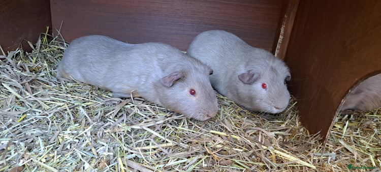 Guinea Pig rodents Two bonded male guineas - Advert 2