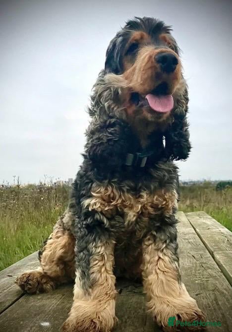 Cocker Spaniel dogs Sable cockerspaniel male dog - Advert 1