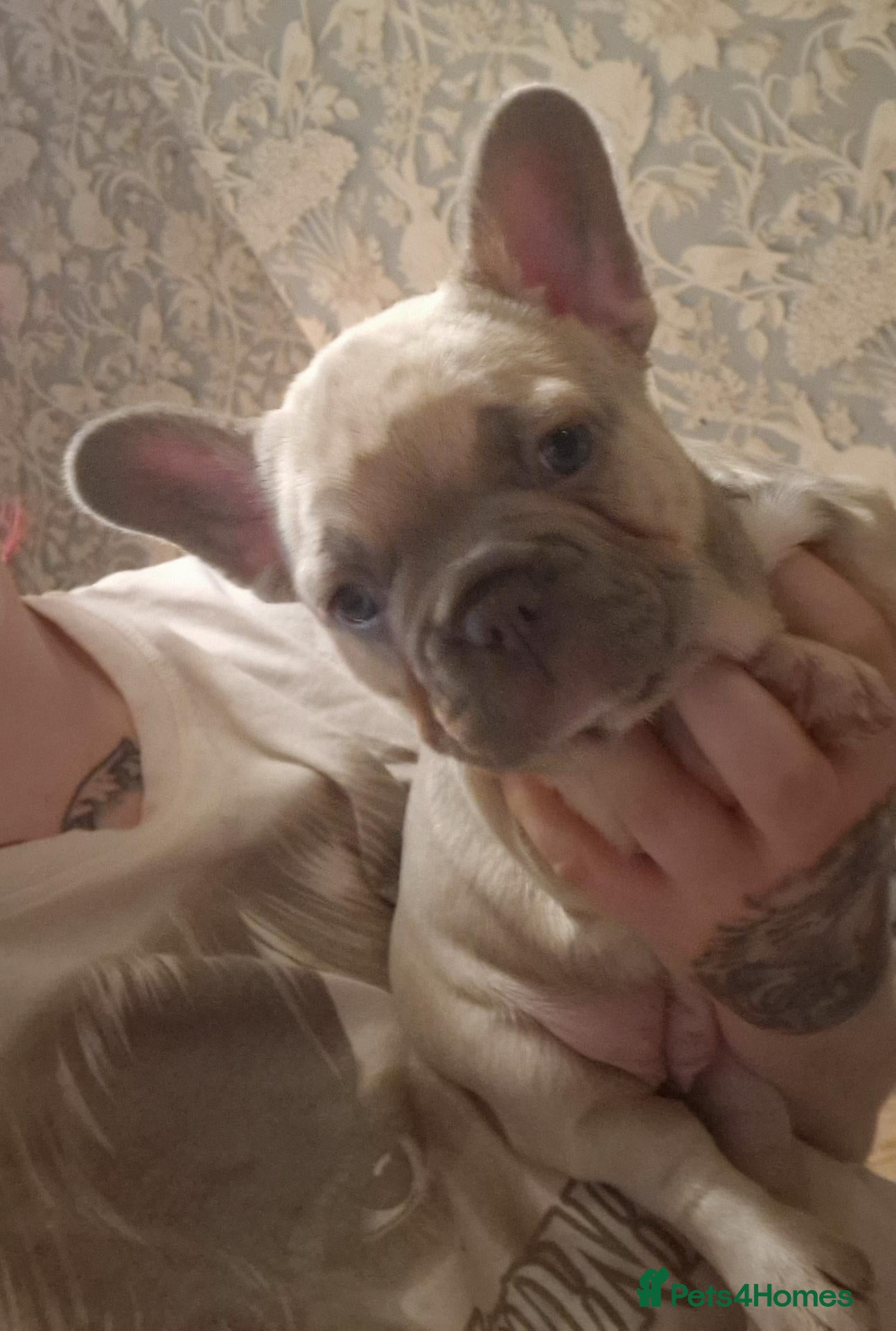 French Bulldog dogs 2 stunning fluffy carrier frenchbulldog puppys - Advert 1