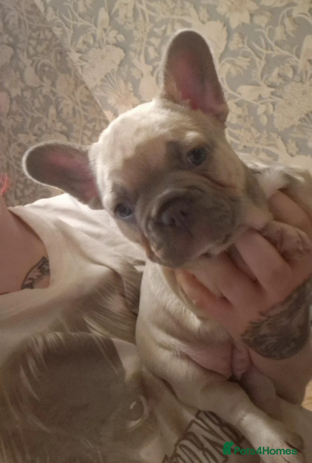 French Bulldog dogs for sale: 2 stunning fluffy carrier frenchbulldog puppys - Advert 1