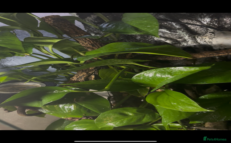 Gecko reptiles - Advert 1