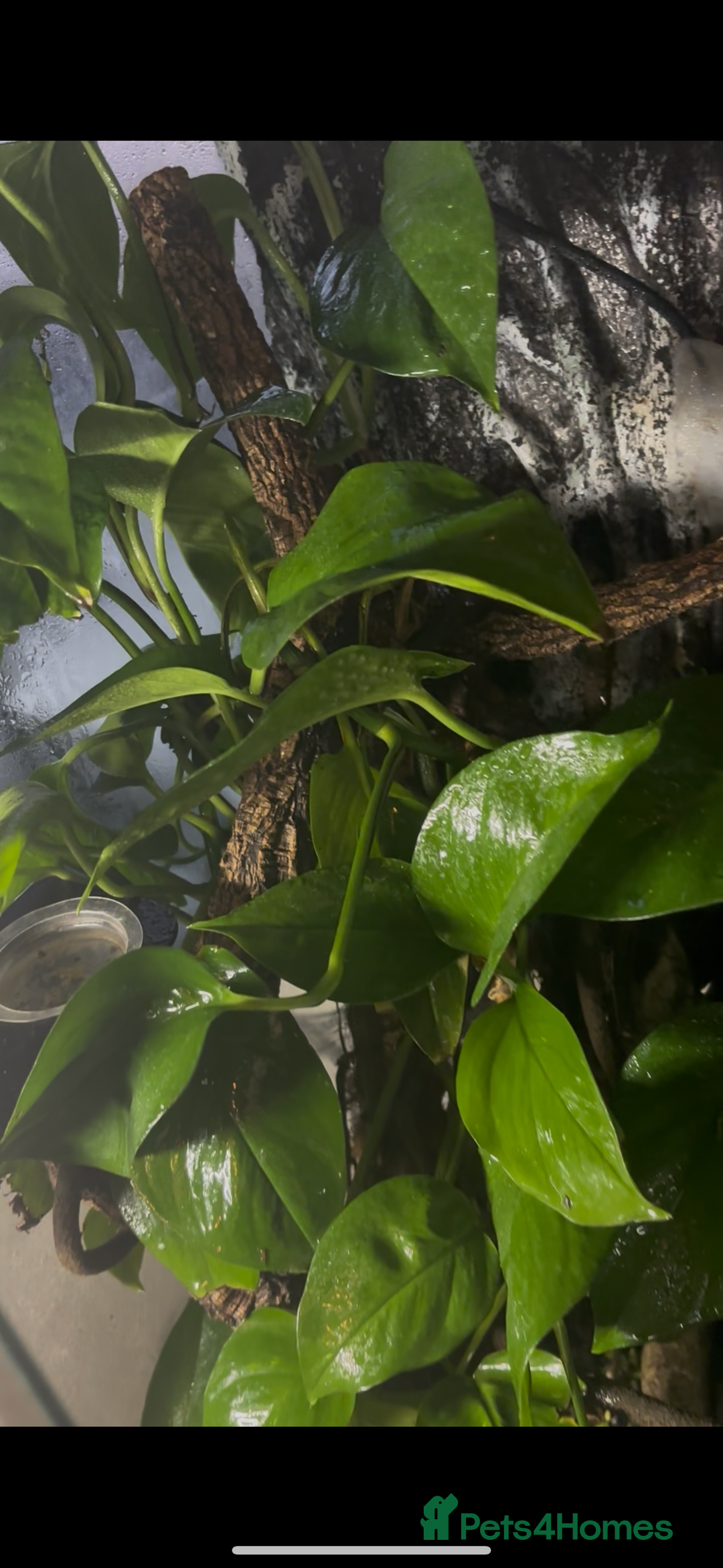 Gecko reptiles for sale: Crested geckos breeding pair - Image 1