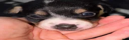 Jack Russell dogs for sale: Jack Russel puppies  - Advert 4