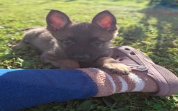 German Shepherd dogs for sale: 🌟Stunning KC Registered German Shepherd Pups🌟 - Image 6
