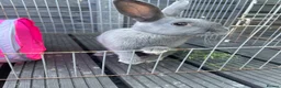 Mixed Breed rabbits for sale: Blue female baby - Advert 7