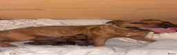 Mixed Breed dogs for sale: Saluki bull  in Bishop Auckland - Advert 1