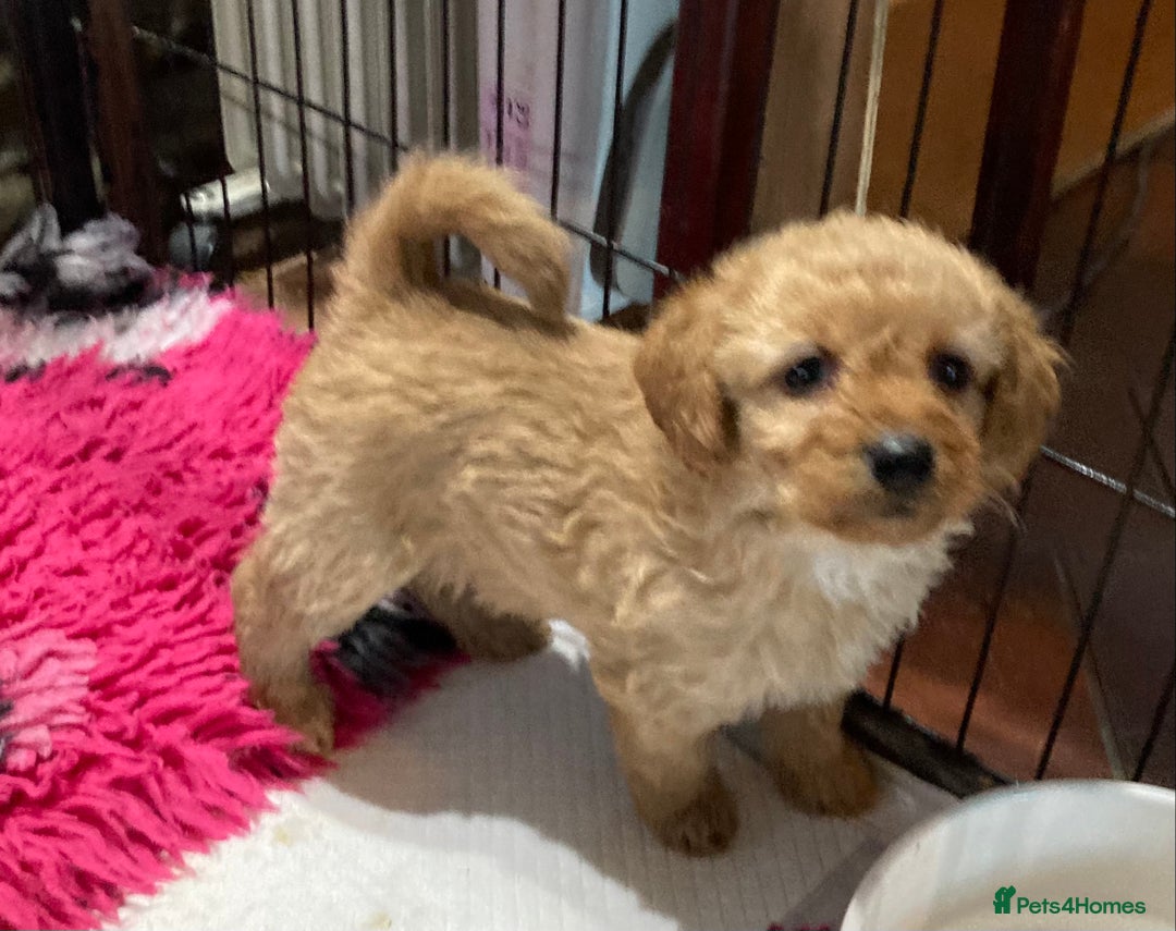 Bordoodle dogs for sale:  Beautiful Bordoodle Puppies inc Merle/Apricot - Advert 11