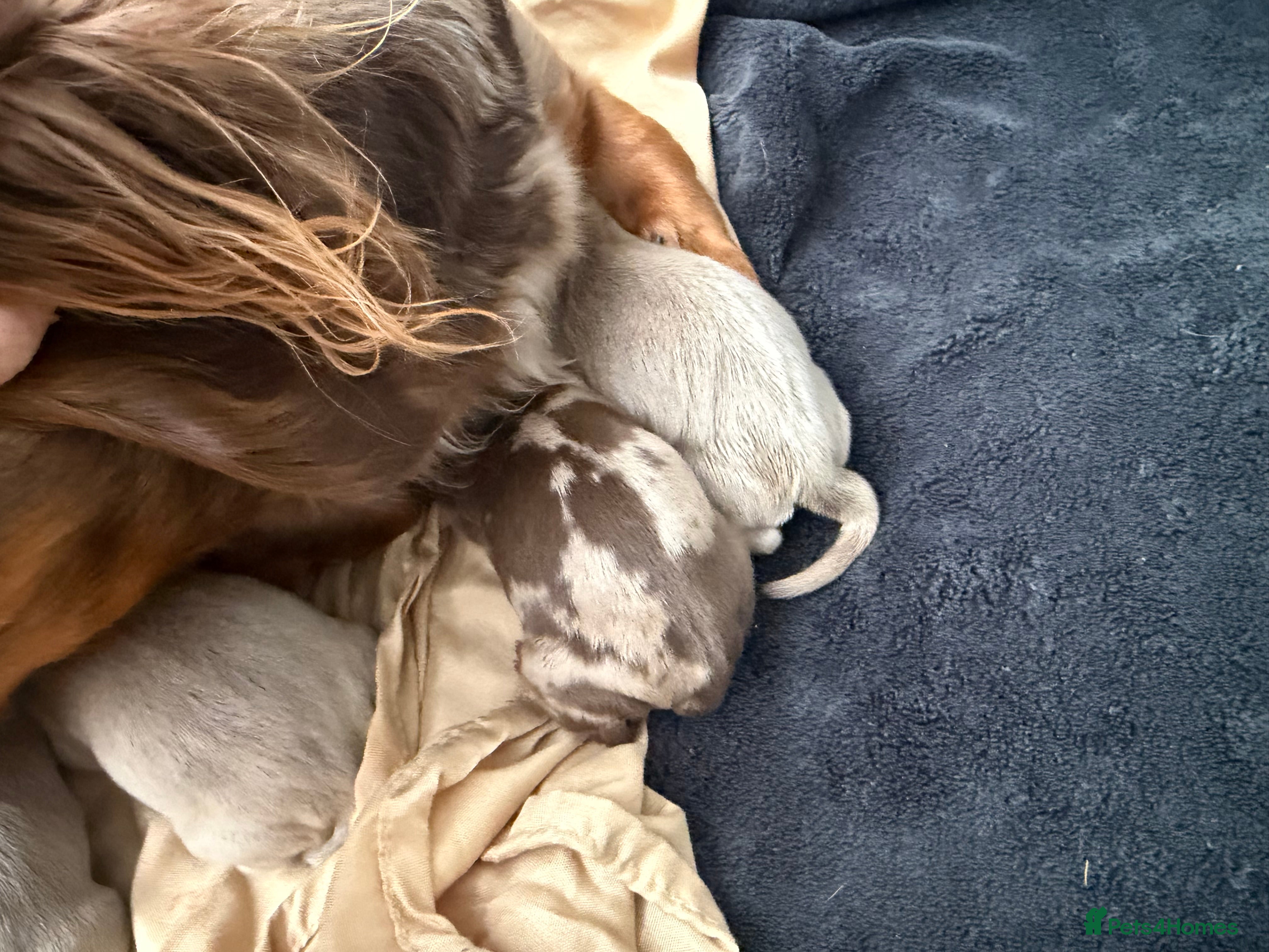 Miniature Dachshund dogs Long haired miniature dauchund’s  - Advert 2