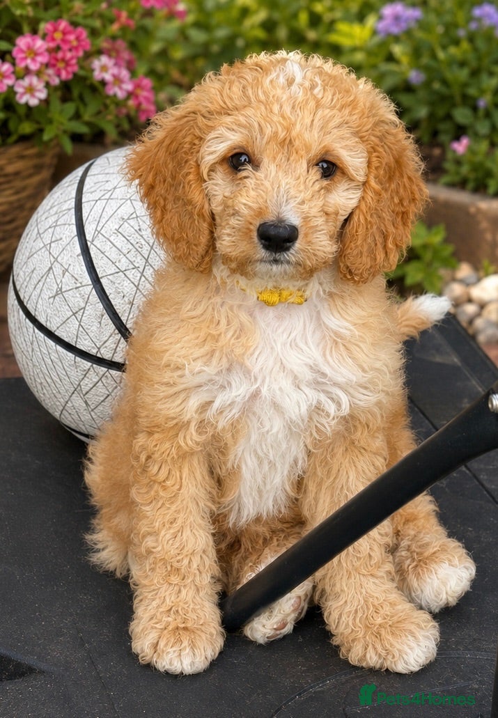 Australian Labradoodle dogs Outstanding 5 🌟🌟 Australian labradoodle litter  - Advert 3