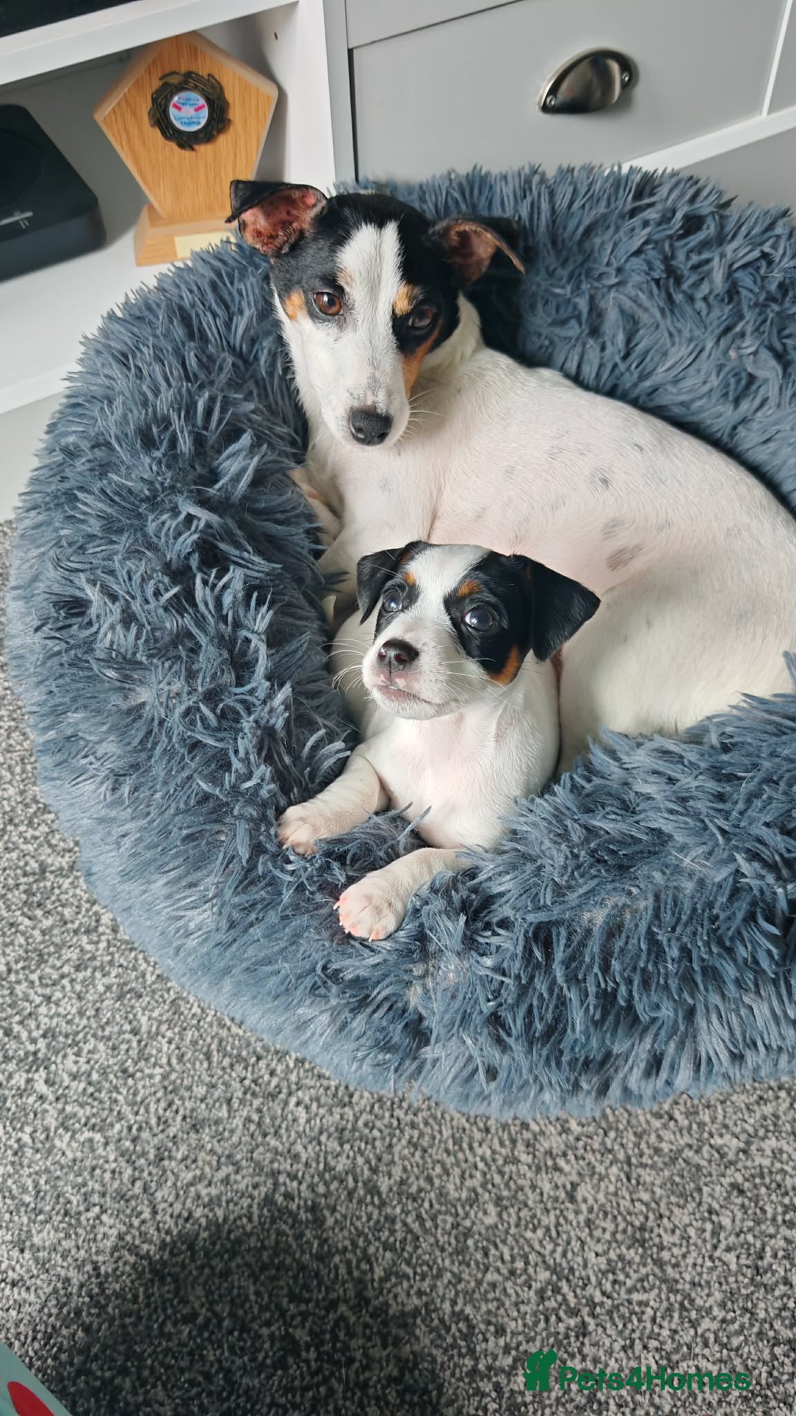 Jack Russell dogs  Beautiful Jack Russell baby girl  - Advert 2