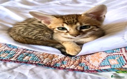 Savannah cats for sale: Beautiful full pedigree savannah kittens  - Image 12