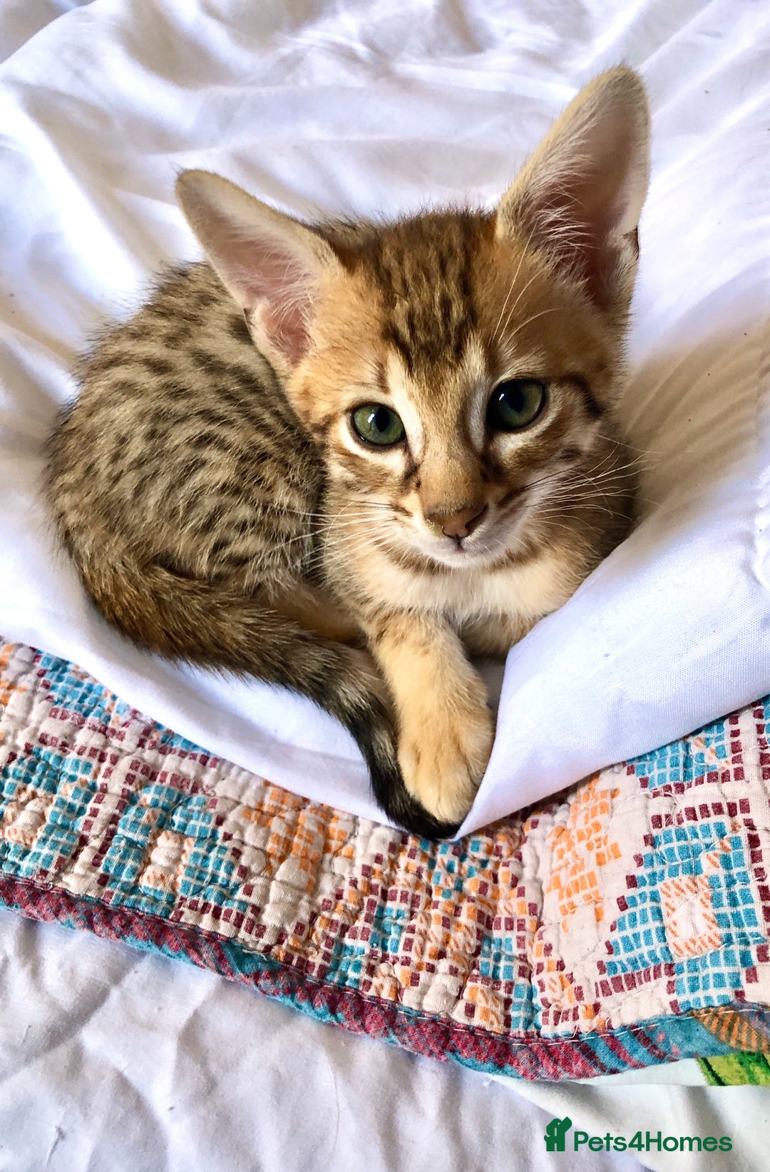Savannah cats for sale: Beautiful full pedigree savannah kittens  - Image 12