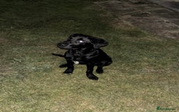 Labrador Retriever dogs for sale: 5 month old Labrador, Raven ❤️ - Image 5