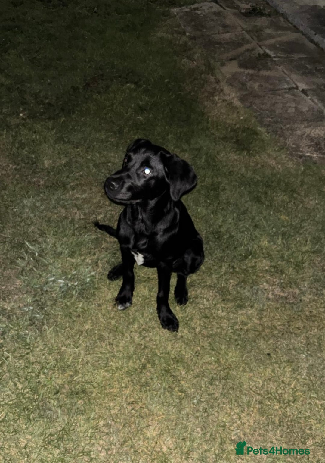 Labrador Retriever dogs for sale: 5 month old Labrador, Raven ❤️ - Image 5