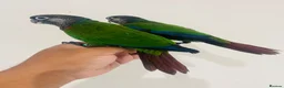 Conures birds for sale: Hand reared conures for sale  - Advert 16