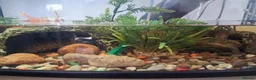 Turtle reptiles for sale: Musk Turtles in Chichester - Advert 7