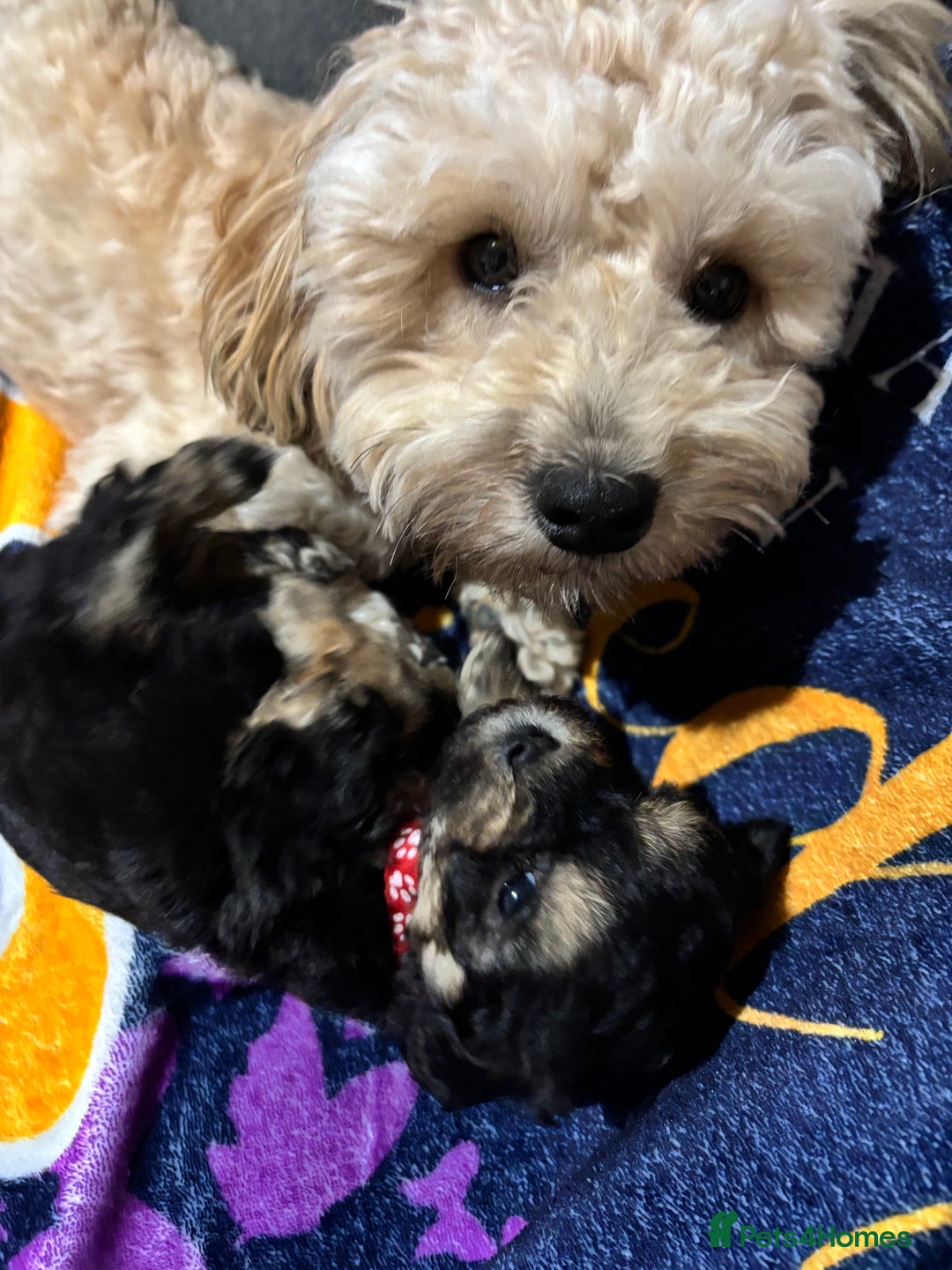 Poochon dogs for sale: Poochon puppies for sale - Image 7