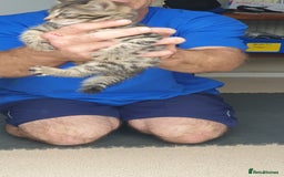 Bengal cats for sale: Bengal spotted,leopard kittens  - Image 7