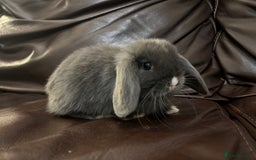 Mini Lop rabbits for sale: Lovely baby minilops for sale  - Image 7