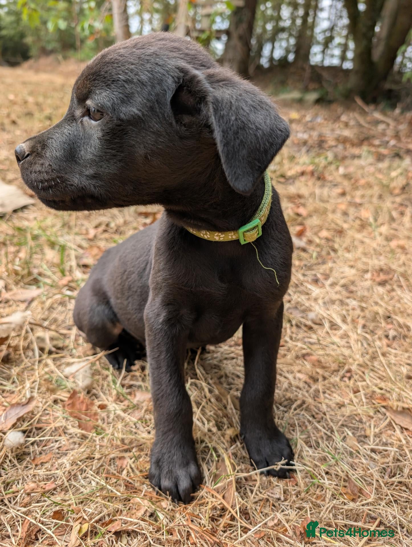Mixed Breed dogs Beautiful Lab x rotty pups  - Advert 2