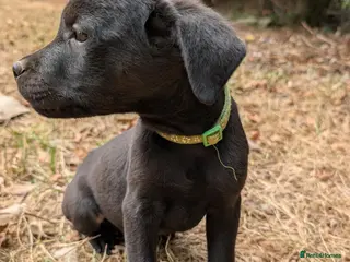 Mixed Breed dogs Beautiful Lab x rotty pups - Advert 2