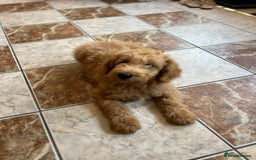 Mini Goldendoodle dogs for sale: GoldenDoodles Date of birth 01.05.2025 - Image 12