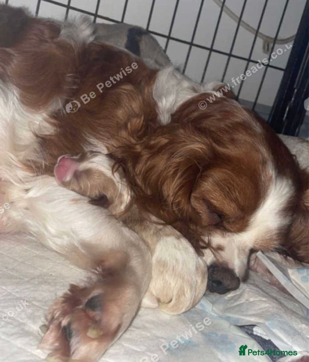 Cavalier King Charles Spaniel dogs for sale: Beautiful little boy Cavalier King Charles  - Advert 1