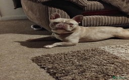 French Bulldog dogs for sale:  2 year old frenchie  in Corby - Image 4