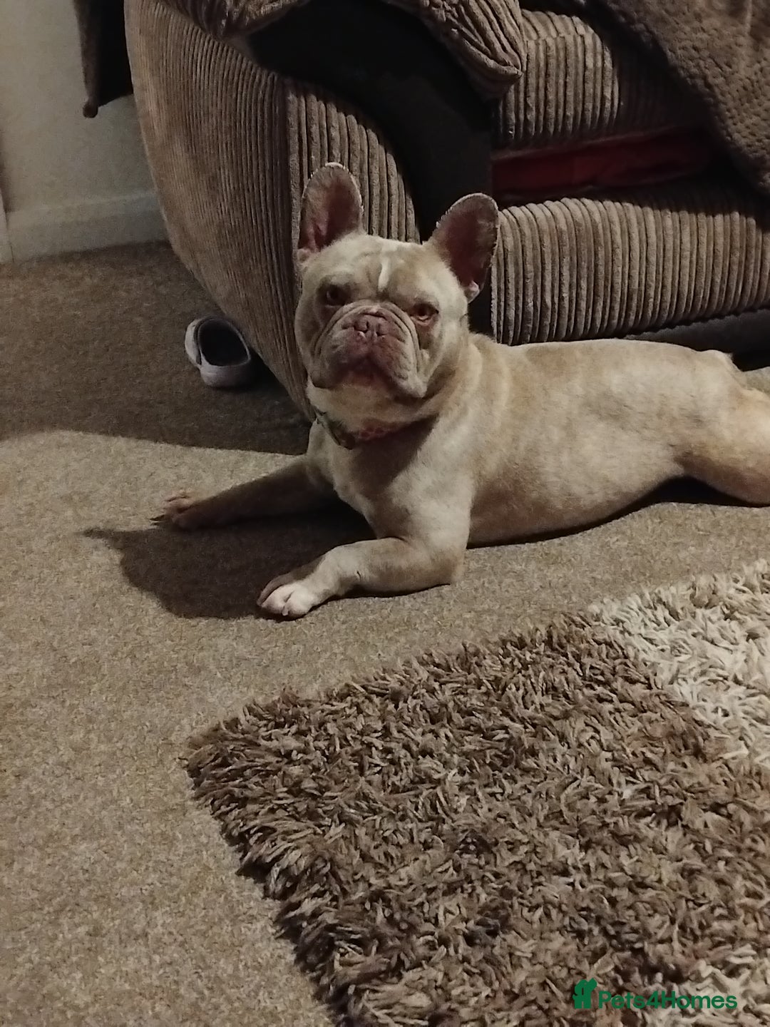 French Bulldog dogs for sale:  2 year old frenchie  in Corby - Image 4