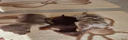 Dachshund dogs for sale: Dachshund Puppies for Sale  - Advert 3