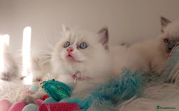 Ragdoll cats for sale: Beautiful Ragdoll kittens 😻😻😻 - Image 23