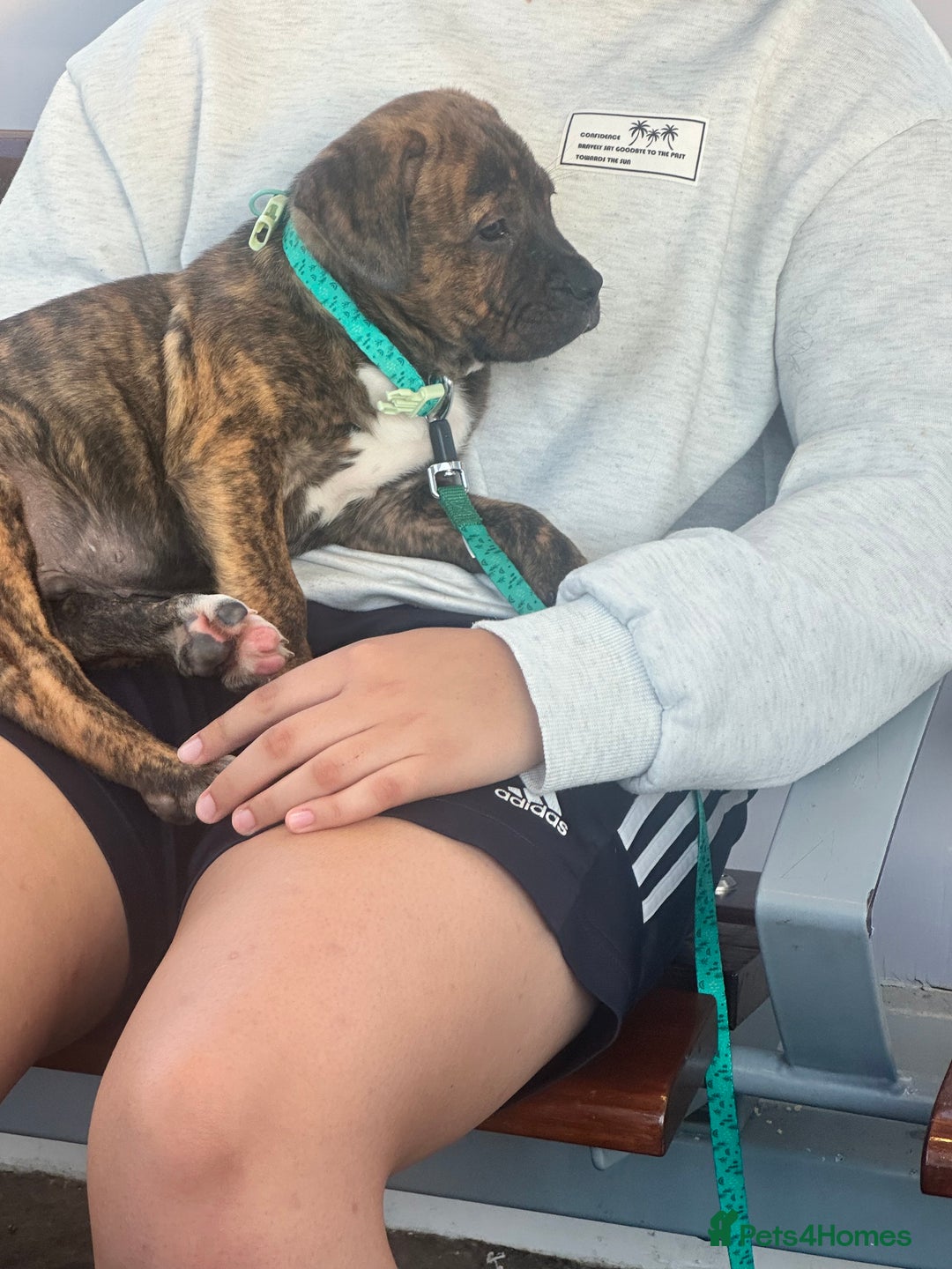 Mixed Breed dogs for sale:  American Bulldog x French Mastiff puppy for sale  - Image 4