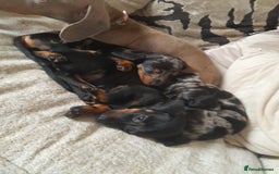 Miniature Dachshund dogs for sale: Miniature dachshund puppies  - Advert 2