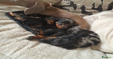Miniature Dachshund dogs Miniature dachshund puppies  - Advert 3