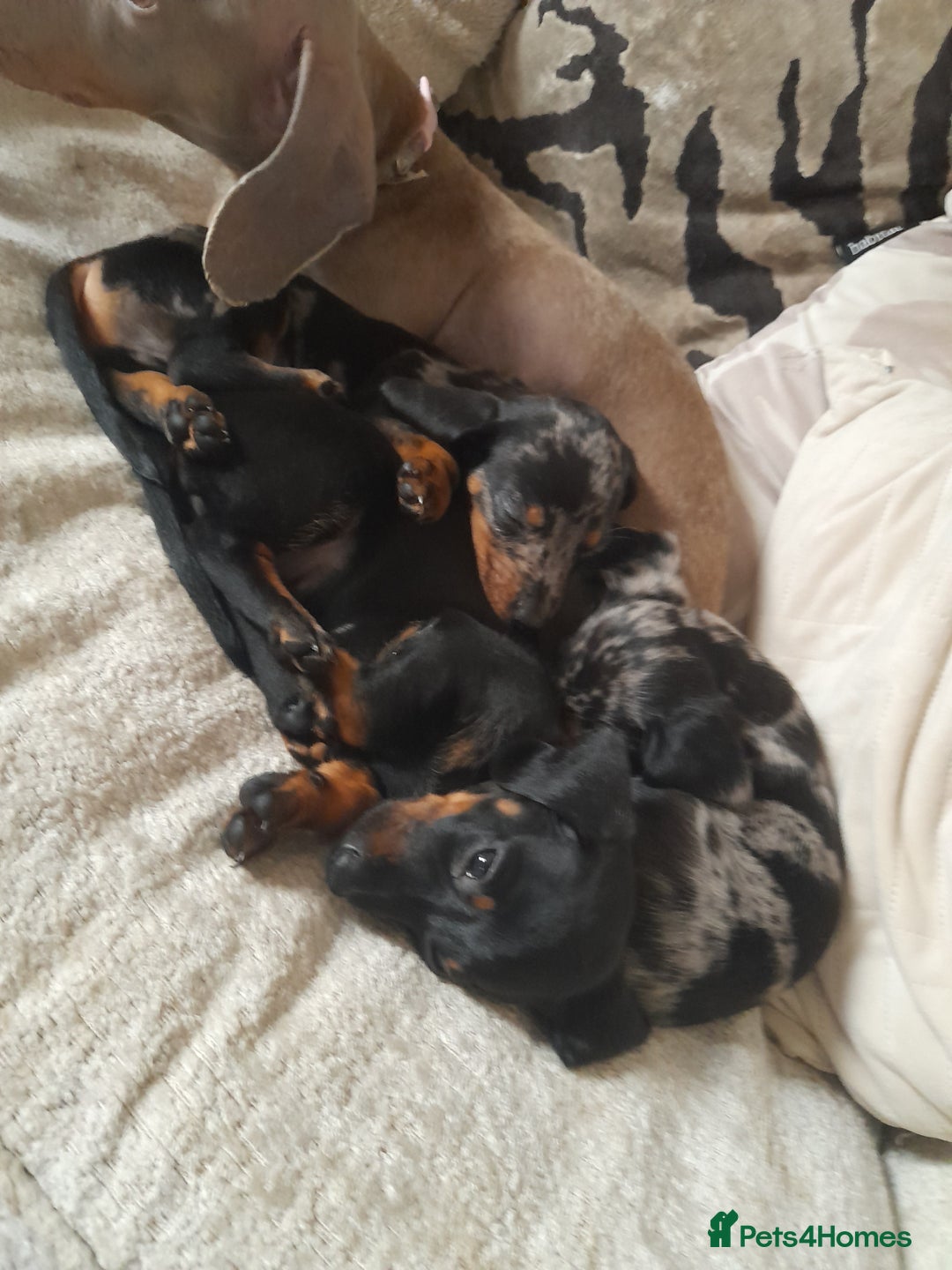 Miniature Dachshund dogs for sale: Miniature dachshund puppies  - Advert 2