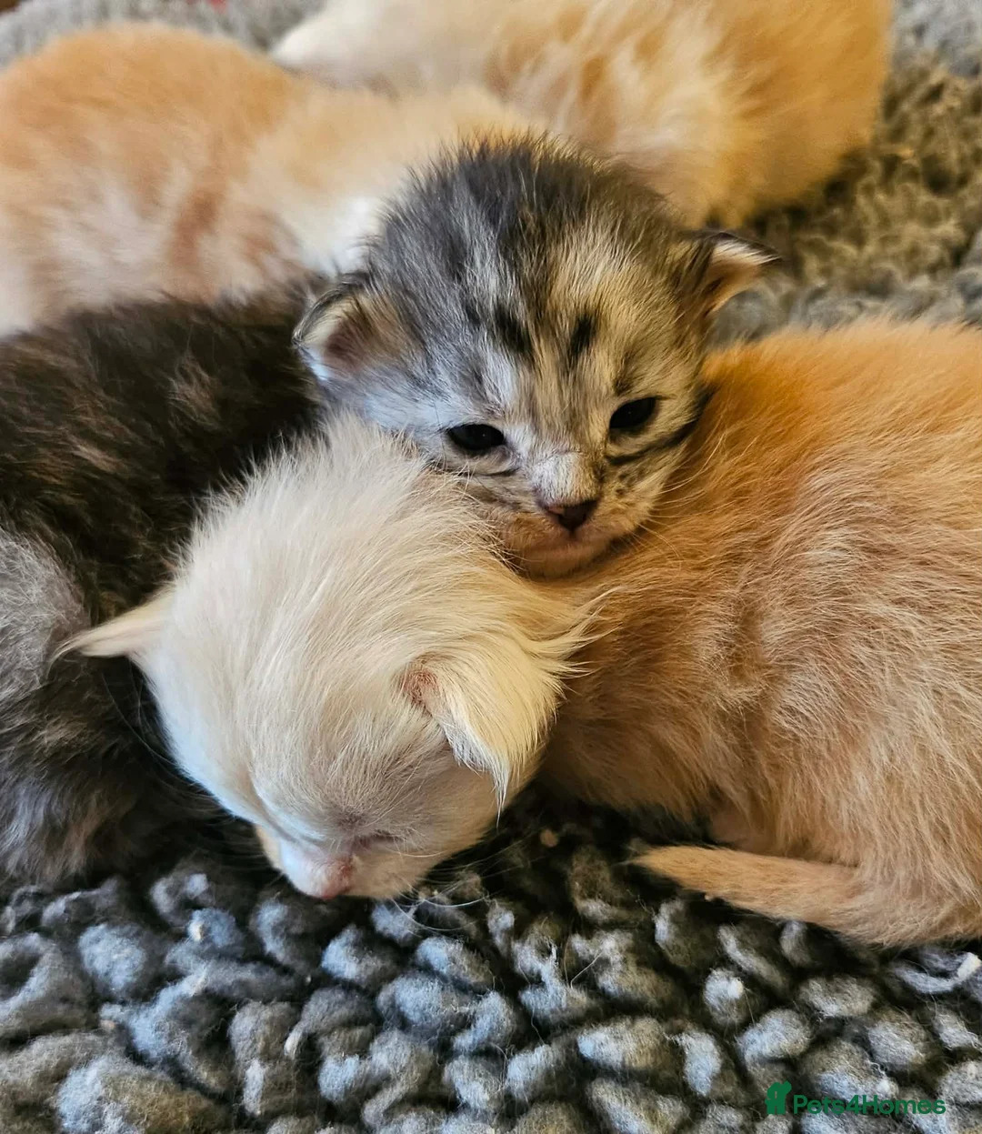 Maine Coon cats for sale: XXL Exceptional Pedigree Kittens Russian line - Advert 12