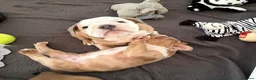 Old Tyme Bulldog dogs for sale: Olde tyme bulldog puppies  - Advert 6