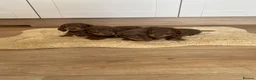 Dachshund dogs for sale: Chocolate tri dachshund in Bury Saint Edmunds - Advert 4