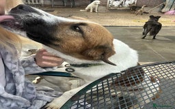 Basset Hound dogs for adoption: Diego - Badersfield Norfolk  - Image 18