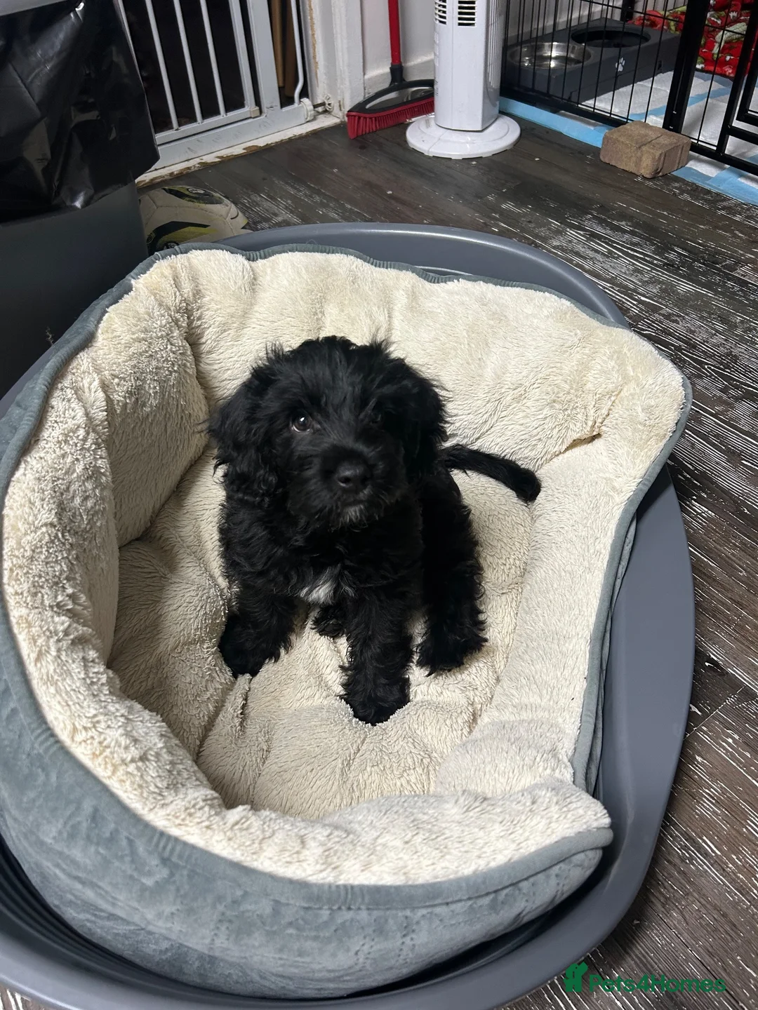 Mixed Breed dogs for sale: Two beautiful puppies - Advert 6