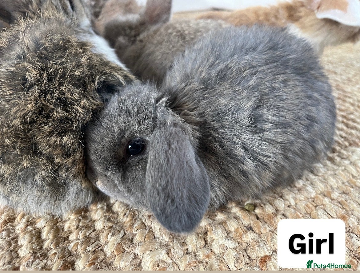 Mini Lop rabbits Mini Lops looking for their forever home 🏡 - Advert 6
