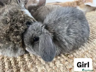 Mini Lop rabbits Mini Lops looking for their forever home 🏡 - Advert 6